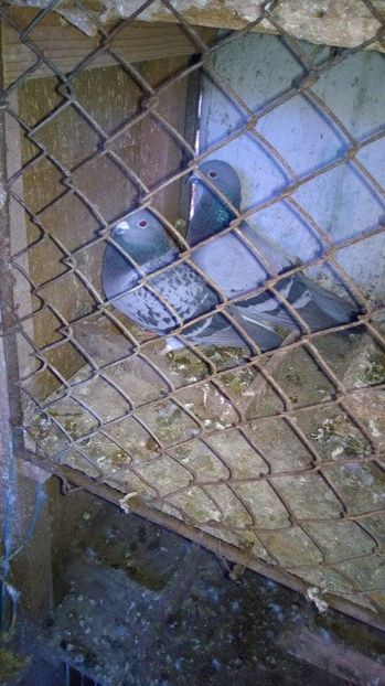 15909606_717392655098491_298566612_n