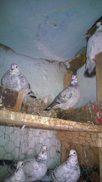 15910199_717393018431788_386873605_n - porumbeii unchiului