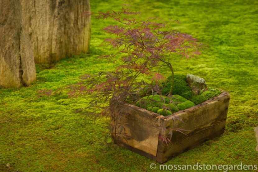 Box-Moss-Dish-Garden - Pentru zonele umbroase din gradina