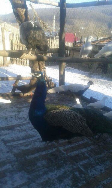 received_695293780634926 - De vanzare