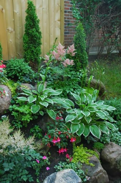 hosta si astilbe