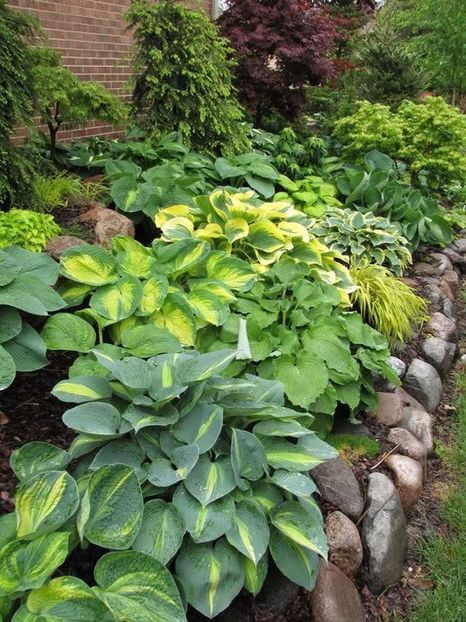 hosta garden - Pentru zonele umbroase din gradina