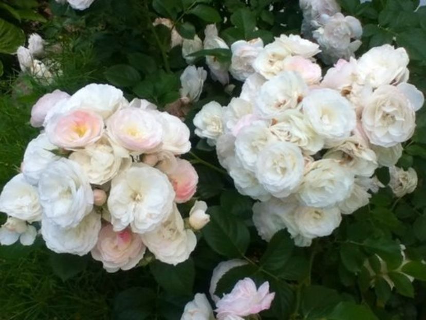 Bouquet parfait - Noutati trandafiri 2015 - 2022