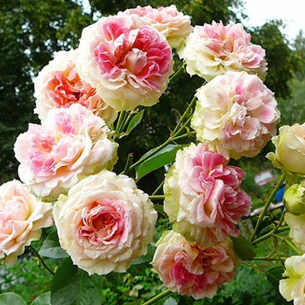 Rose cesar - Noutati trandafiri 2015 - 2022