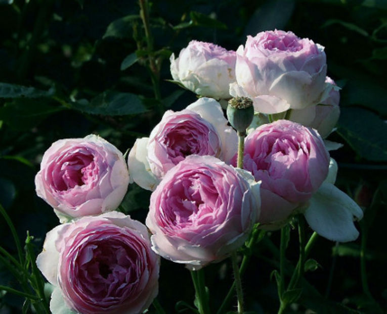Versalius - Noutati trandafiri 2015 - 2024