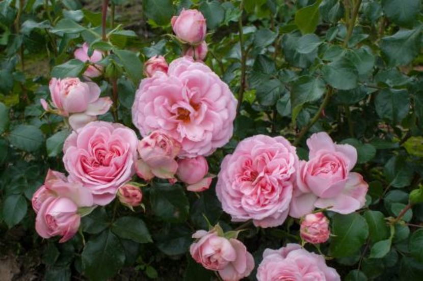 .home-en-garden- - Noutati trandafiri 2015 - 2024