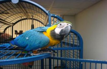 DSC03376-353x227 - ARA macaw