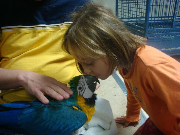 DSC03430-600x450 - ARA macaw