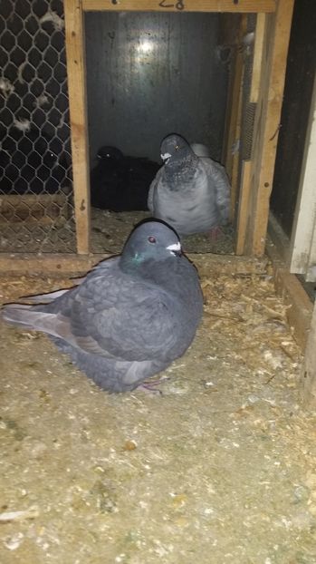 Femela Andaluz 2016; Noua achizitie din Ungaria
