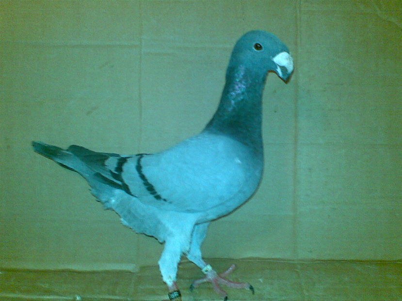 M 2016 - Matca masculi 2017