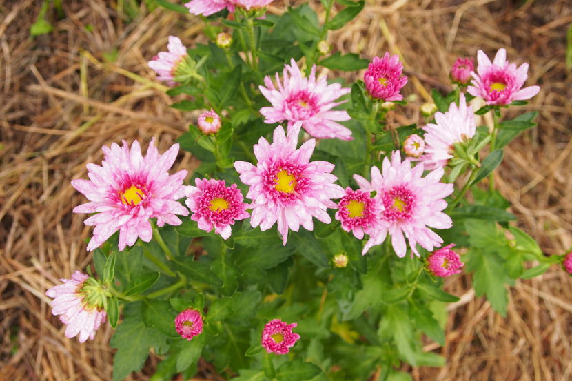 Tufanica