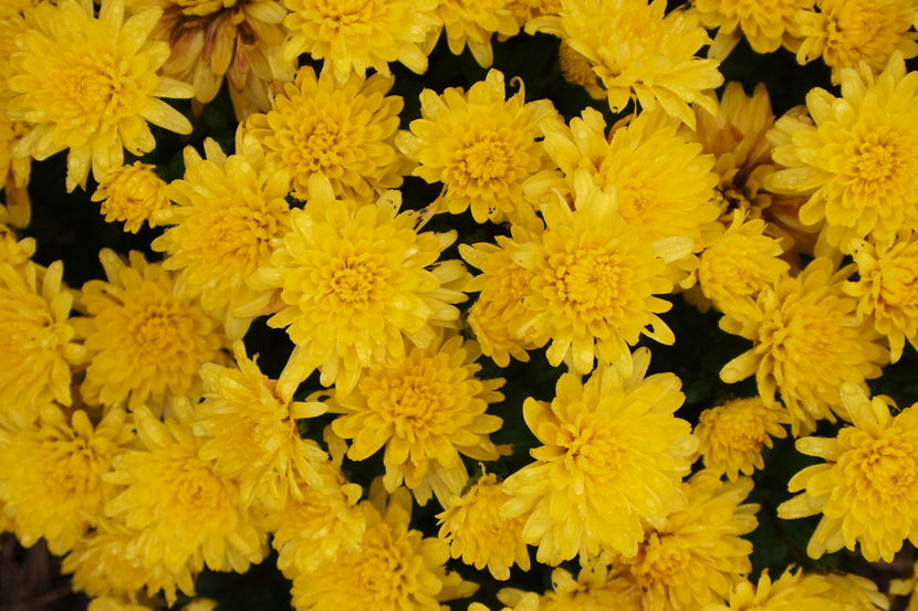 Tufanica