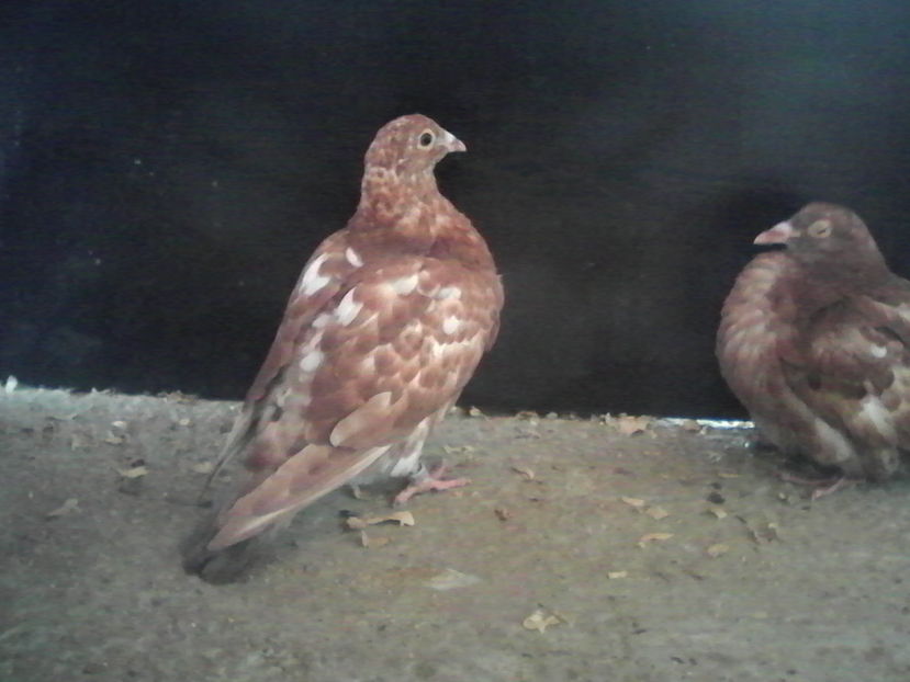 - ARHIVA