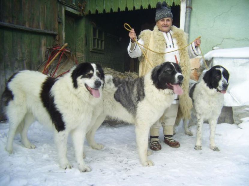 1294228176-pic_0122 - CIOBANESCU ROMANESC DE BUCOVINA SI ALTI CIOBANESTI