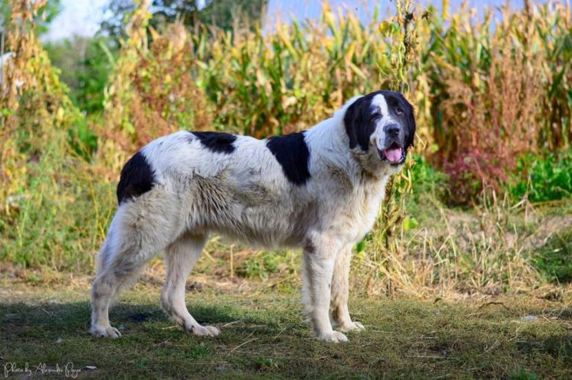 1475590101-14560241_306054349780570_8447981954244270303_o