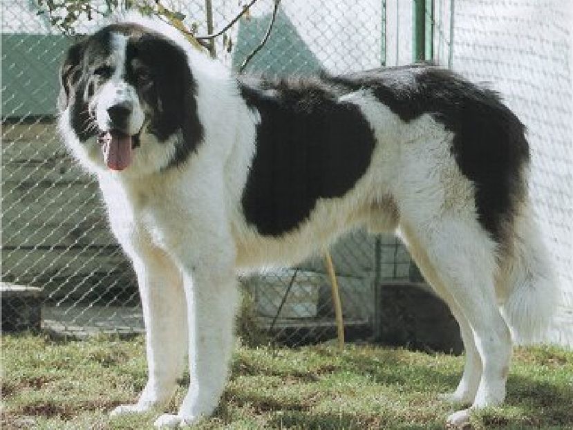 Bucovina-Shepherd-Dog-1 - CIOBANESCU ROMANESC DE BUCOVINA SI ALTI CIOBANESTI