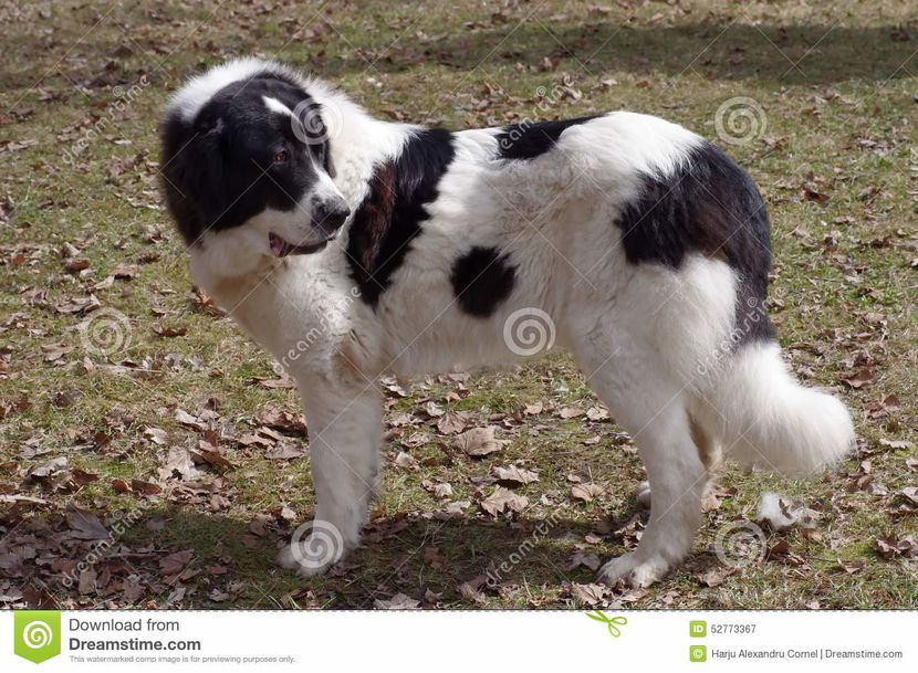 bucovina-shepherd-dog-caine-ciobanesc-de-large-strong-rustic-native-breed-carpathian-mountains-52773 - CIOBANESCU ROMANESC DE BUCOVINA SI ALTI CIOBANESTI