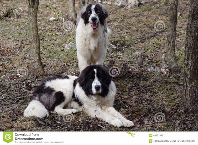 bucovina-shepherd-dog-caine-ciobanesc-de-large-strong-rustic-native-breed-carpathian-mountains-52773