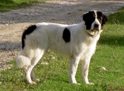 cibanesc-de-bucovina