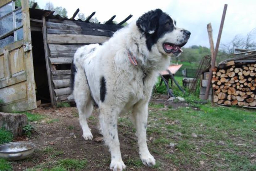 vand-ciobanesc-romanesc-de-bucovina-10-985121