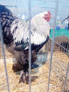 15910230_1660504257580203_1841037854_n