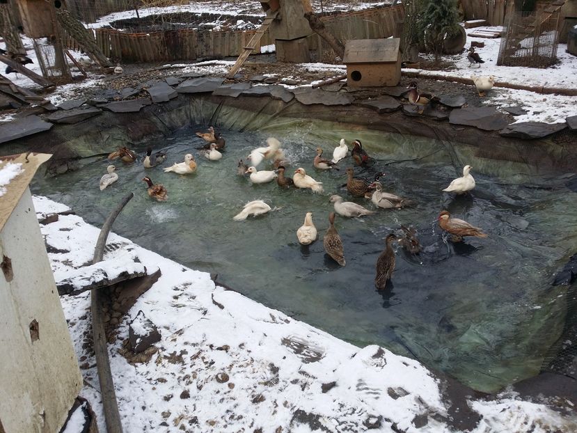 Din nou la apa - RATE EXOTICE-exotic ducks