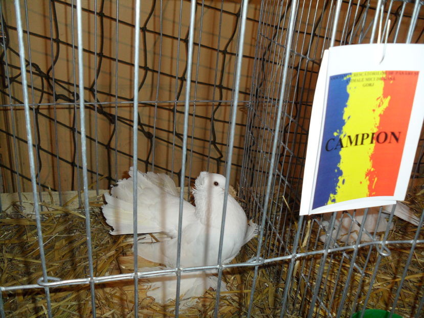 campion siberian -96 puncte - Rezultate Expo Gorj 2017