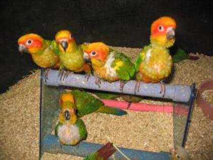 Sun_Conure_29594_093; PAPAGALII SOARELUI
