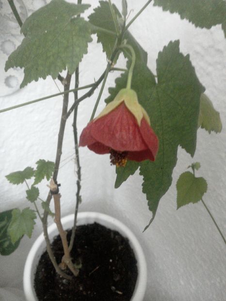 Abutilon