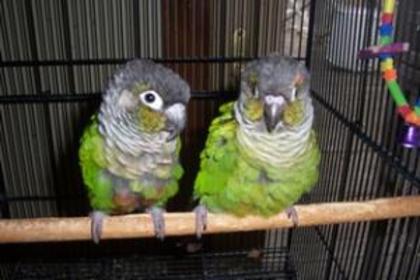 Green_Cheek_Conure_29505_950; OBRAZ VERDE
