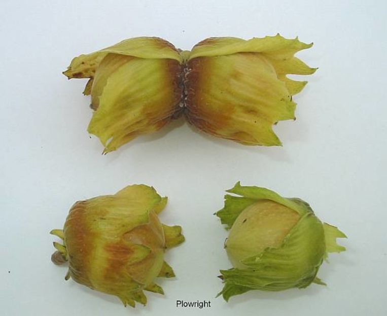 Plowright 2