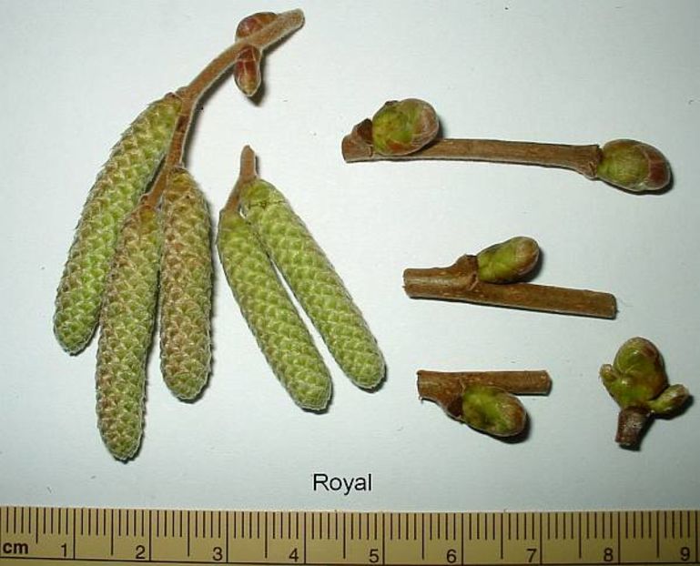 Royal 1