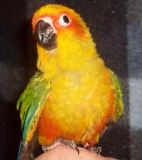 Sun_Conure_28497_038