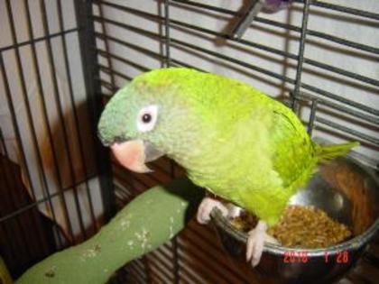 Blue_Crown_Conure_29500G; COROANA ALBASTRA

aceasta specie de papagali este vestita pentru inteligenta si este foarte apreci
