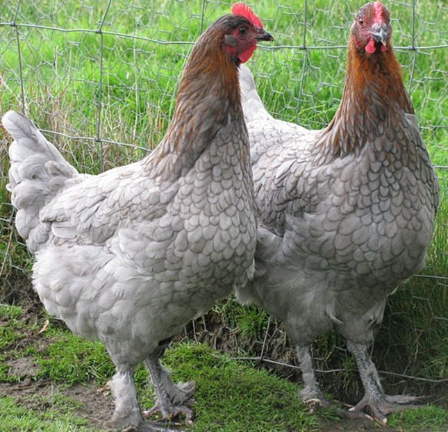 blue marans