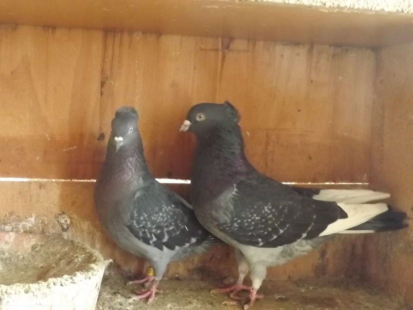  - Zburatori de Beograd