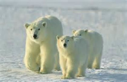 what-animals-live-in-alaska_1