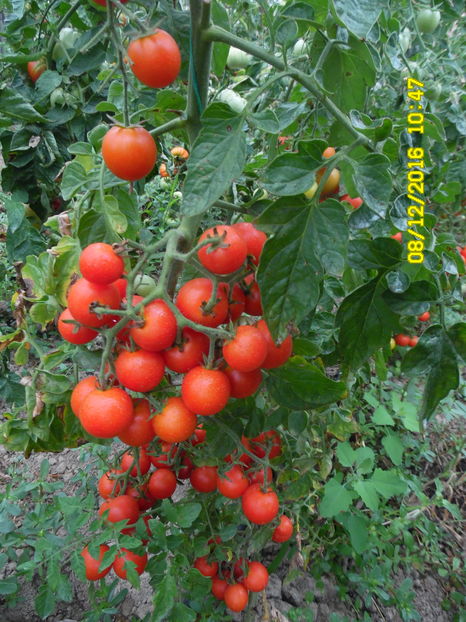 rosiile de gradina cele mai aromate - Conserve de casa