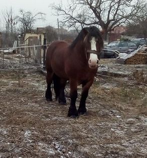 15871348_1789431447977793_1574246371_n