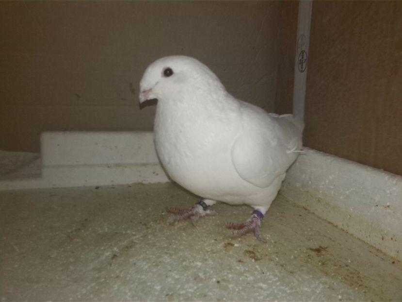  - O parte din porumbei vanduti