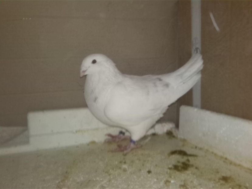 M 2016 vândut - O parte din porumbei vanduti