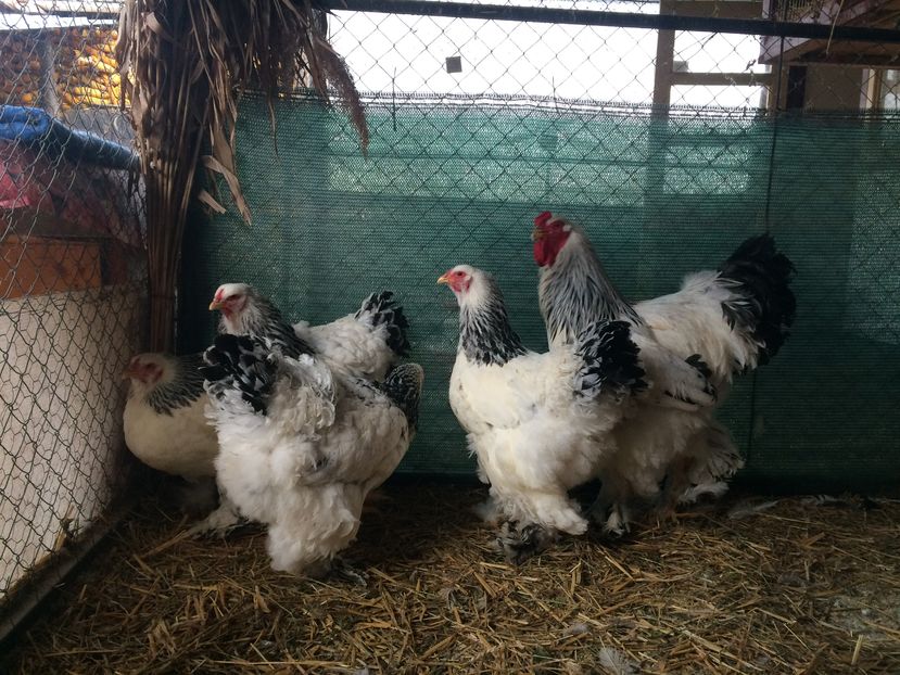  - Lot 2017 Brahma Herminat Deschis