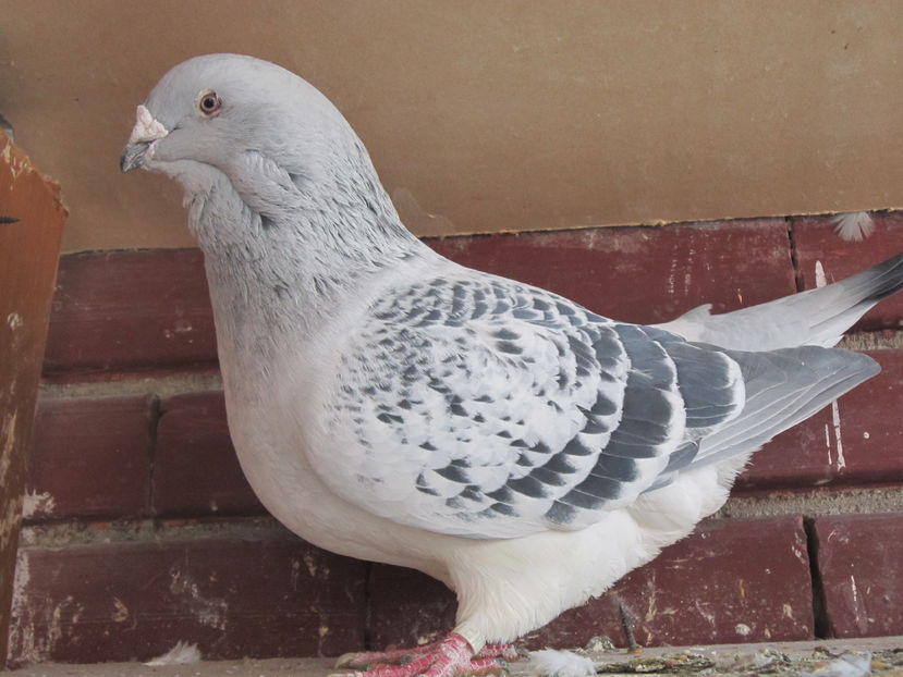 ZEUL CRISTIANO; M 2015
