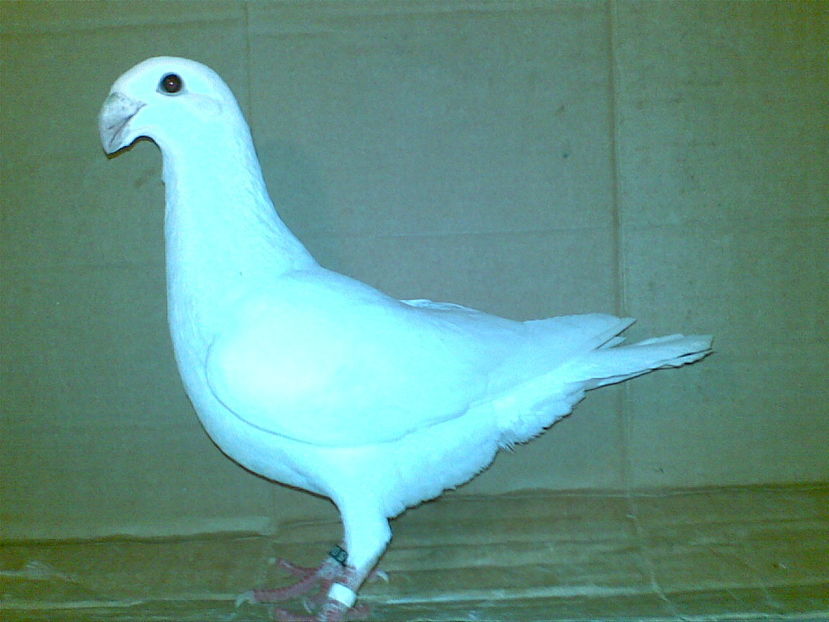 M 2016 - Matca masculi 2017