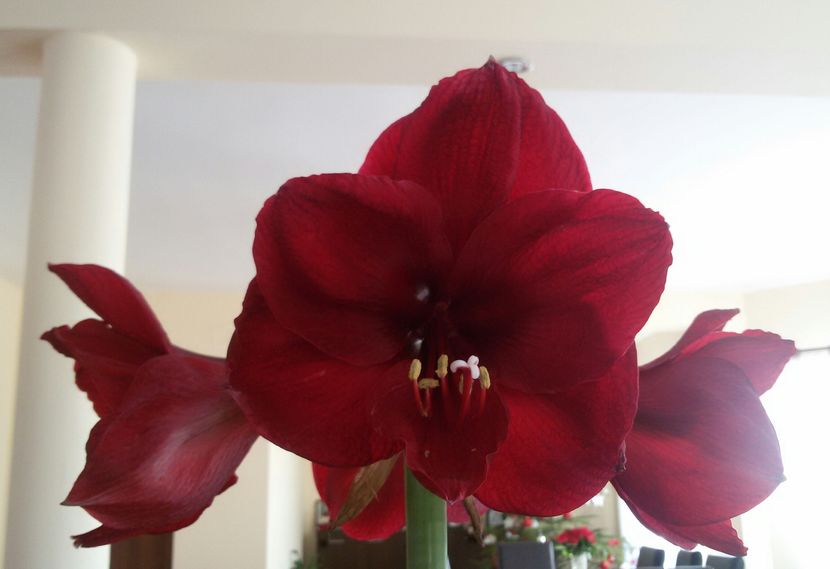 20170107_103153-1 - amaryllis 2017