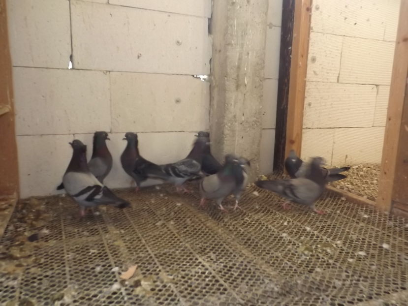  - Zburatori de Beograd