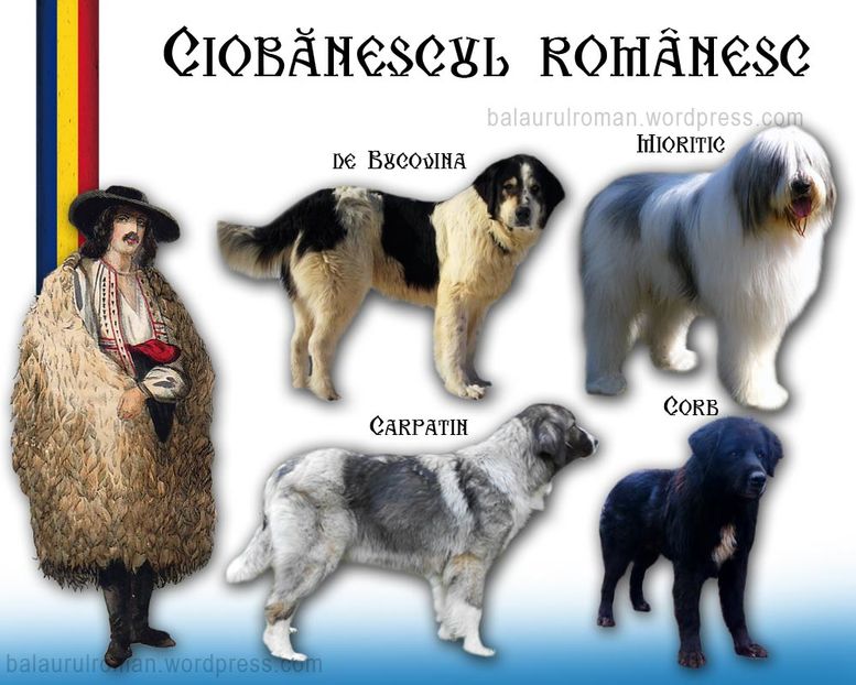 ciobanesc (1) - CIOBANESCU ROMANESC DE BUCOVINA SI ALTI CIOBANESTI