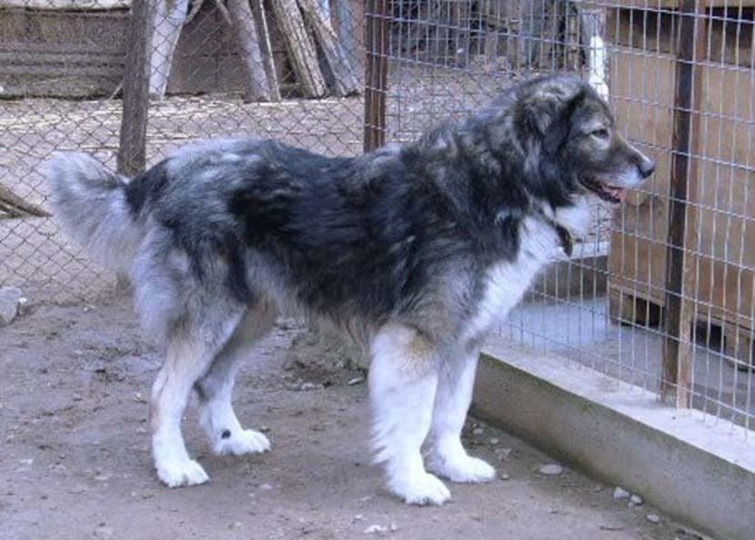 ciobanesc-carpatin-01