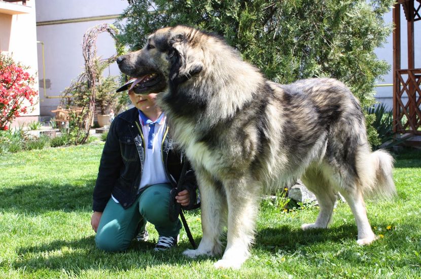  - CIOBANESCU ROMANESC DE BUCOVINA SI ALTI CIOBANESTI