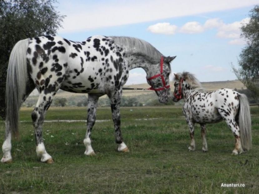 899285947096203355464437-1-590_440